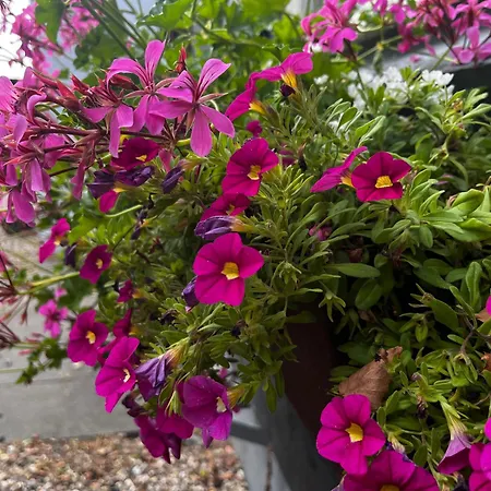 Bij Boom Wenum-Wiesel