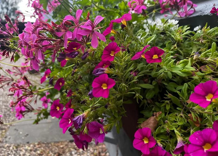 Bij Boom Wenum-Wiesel